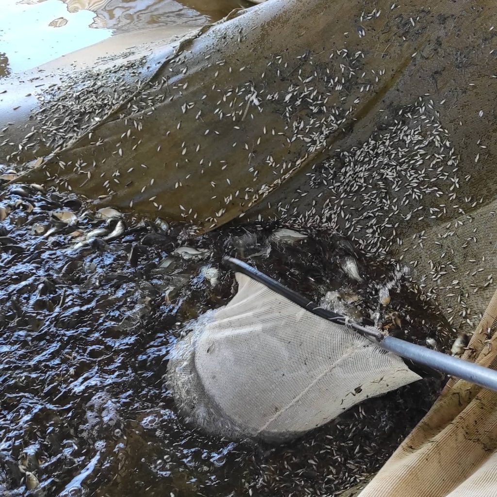 ORTADOĞUNUN EN BÜYÜK BALIK ÜRETİM İSTASYONU